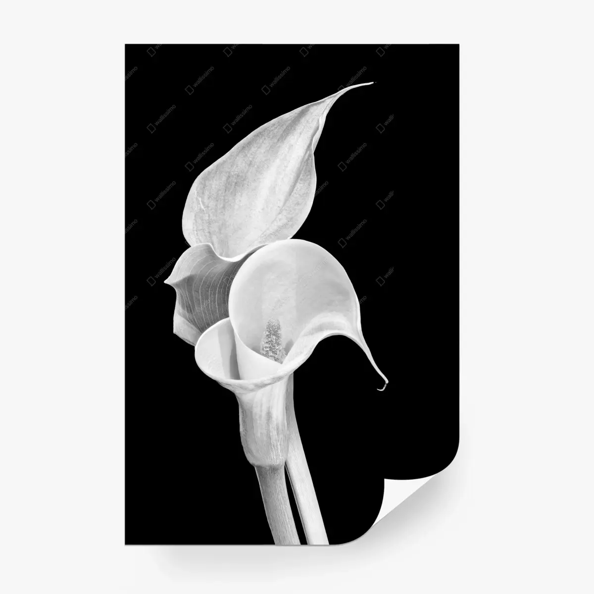 Wall mural white calla lilies in monochrome • Wallissimo®