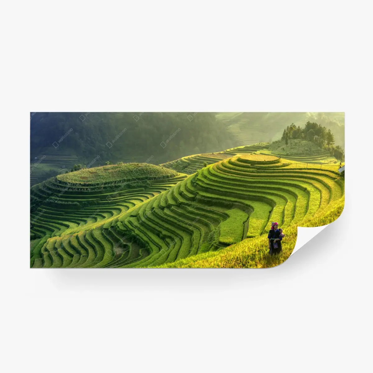 Wall mural Mu Cang Chai terraced rice fields • Wallissimo®