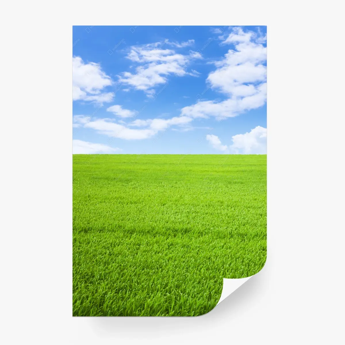 Wall mural endless green meadow under blue sky • Wallissimo®