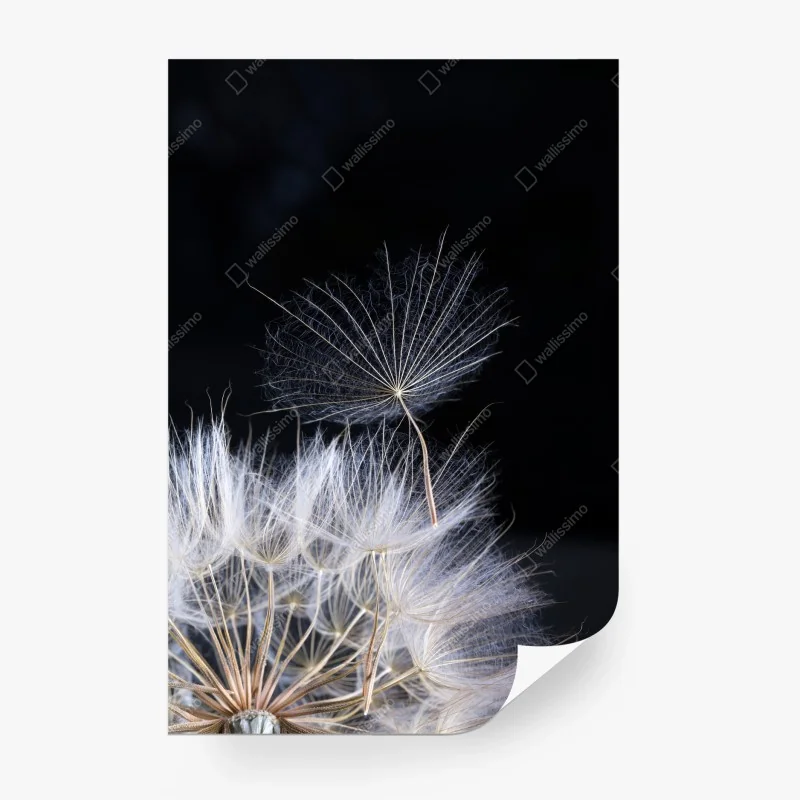 Wall mural delicate dandelion seed on black • Wallissimo® Wall mural delicate dandelion seed on black • Wallissimo®