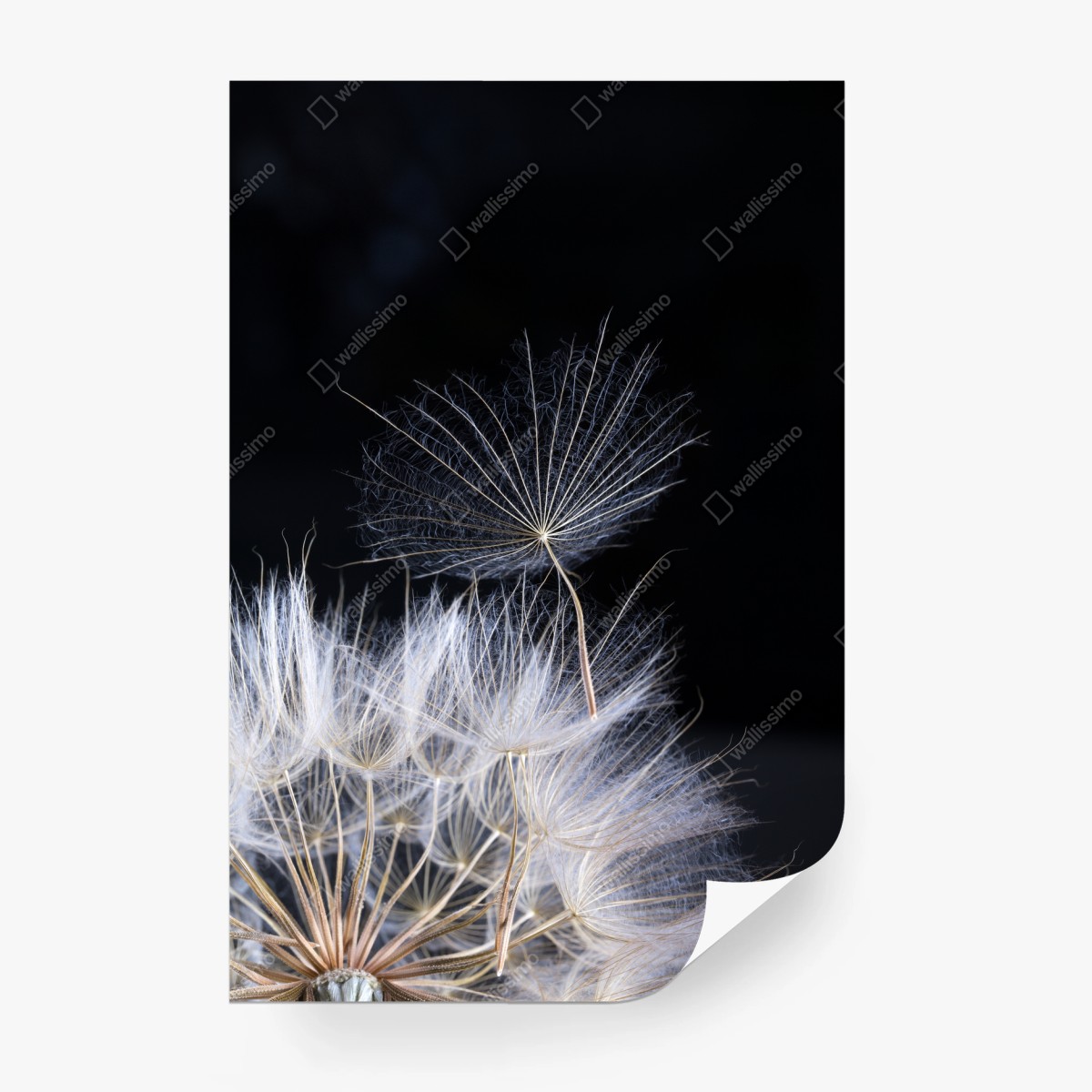 Wall mural delicate dandelion seed on black • Wallissimo® Wall mural delicate dandelion seed on black • Wallissimo®