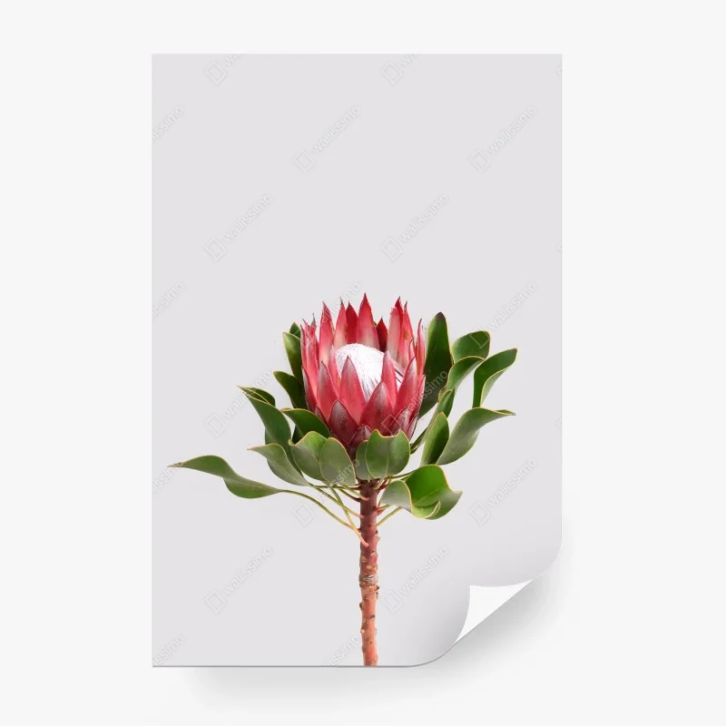 Wall mural pink protea bloom on neutral background • Wallissimo® Wall mural pink protea bloom on neutral background • Wallissimo®