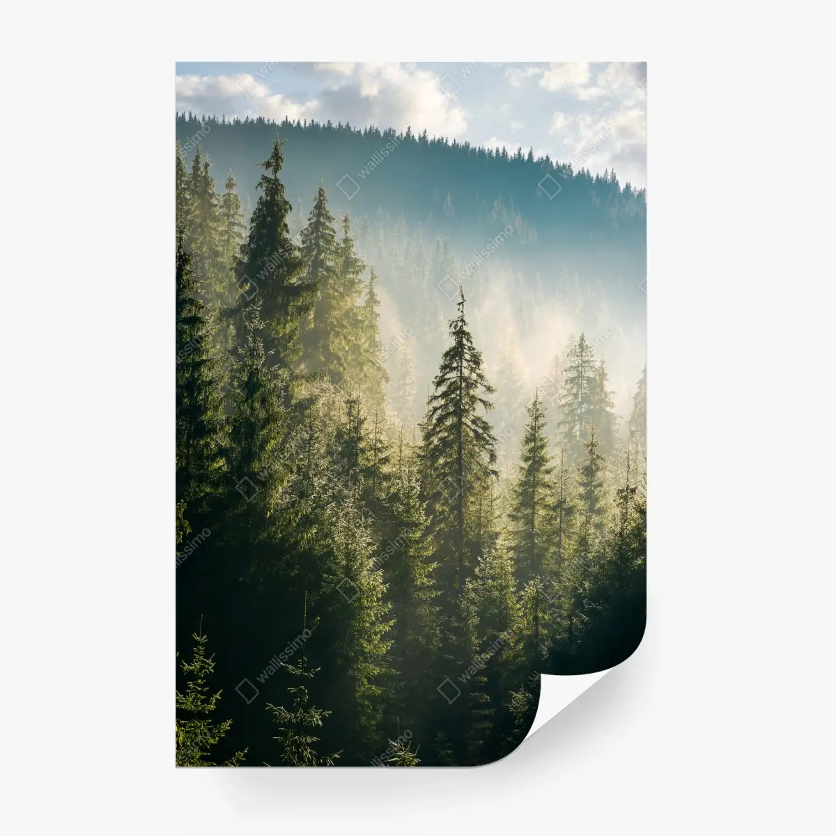 Wall mural misty spruce forest in morning light • Wallissimo®