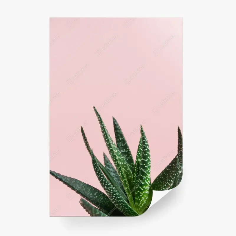 Wall mural green aloe on pink background