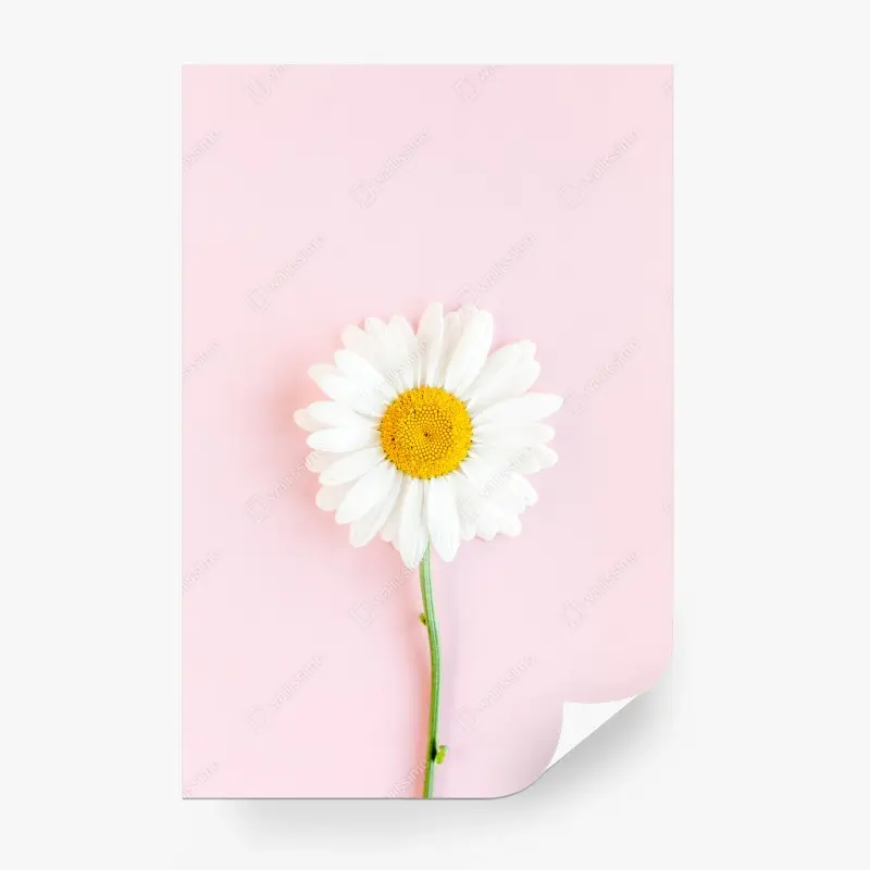 Wall mural white daisy on pastel pink background