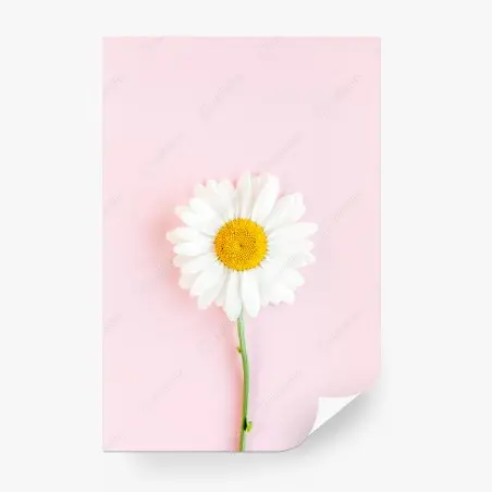 Wall mural white daisy on pastel pink background • Wallissimo®