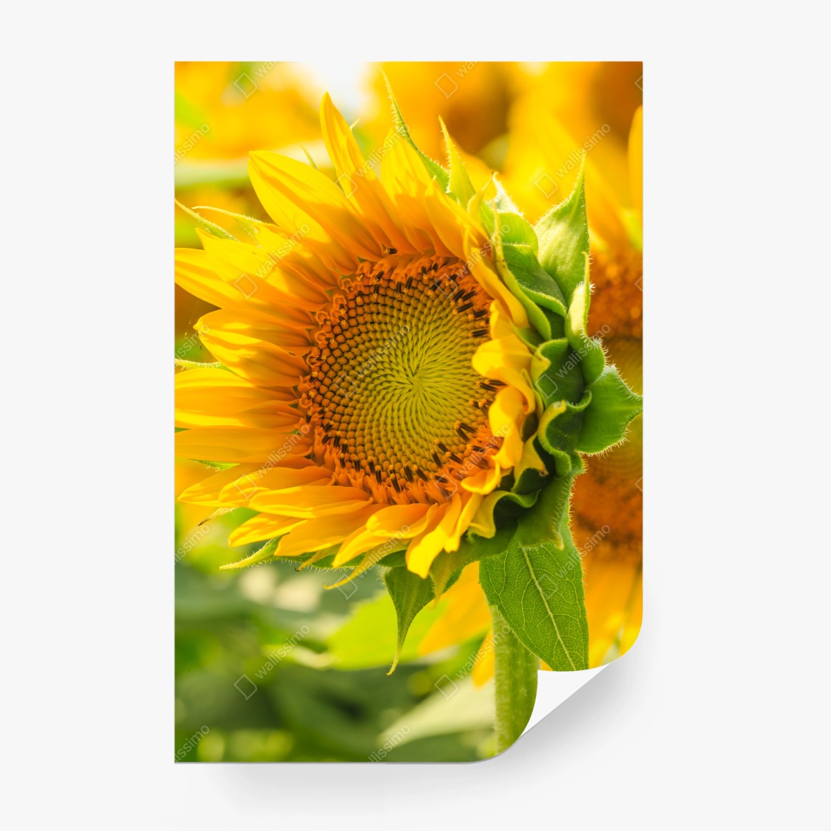 Wall mural sunflower bloom close-up • Wallissimo®