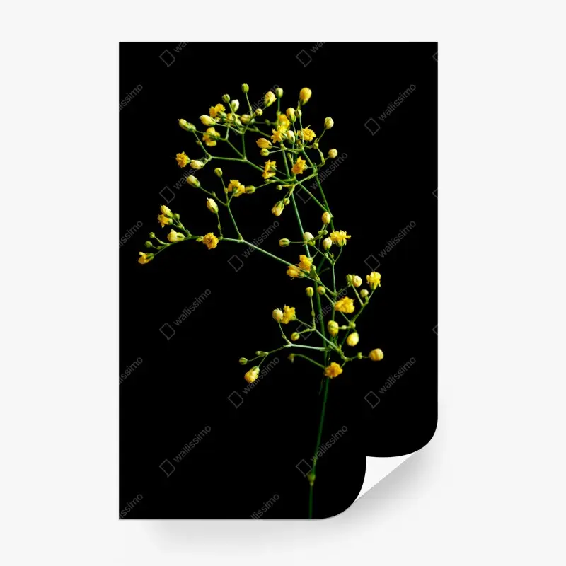 Wall mural delicate yellow gypsophila on black