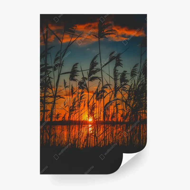 Wall mural sunset over lake with silhouetted reeds
