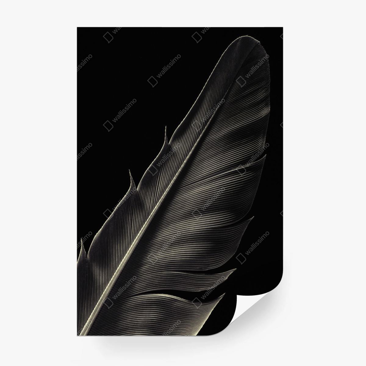 Wall mural delicate feather study in monochrome • Wallissimo®