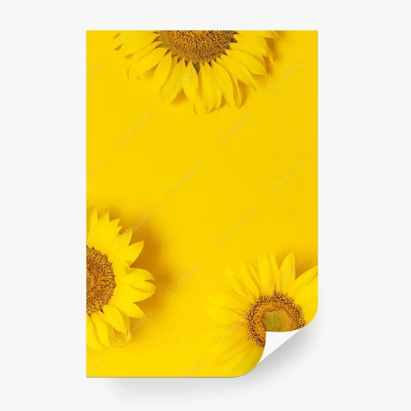 Wall mural sunflower trio on yellow background