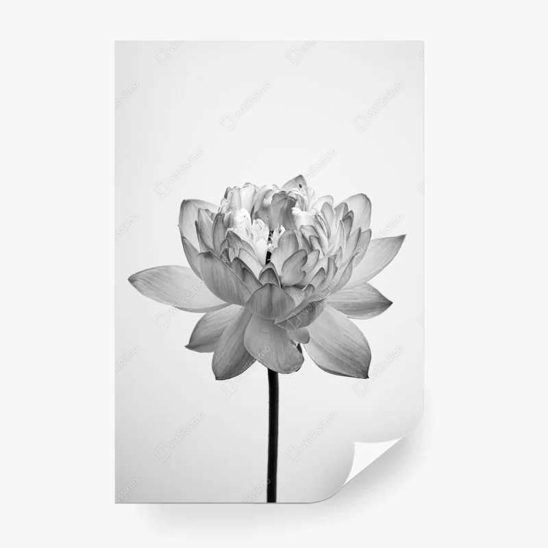 Wall mural serene lotus in grayscale