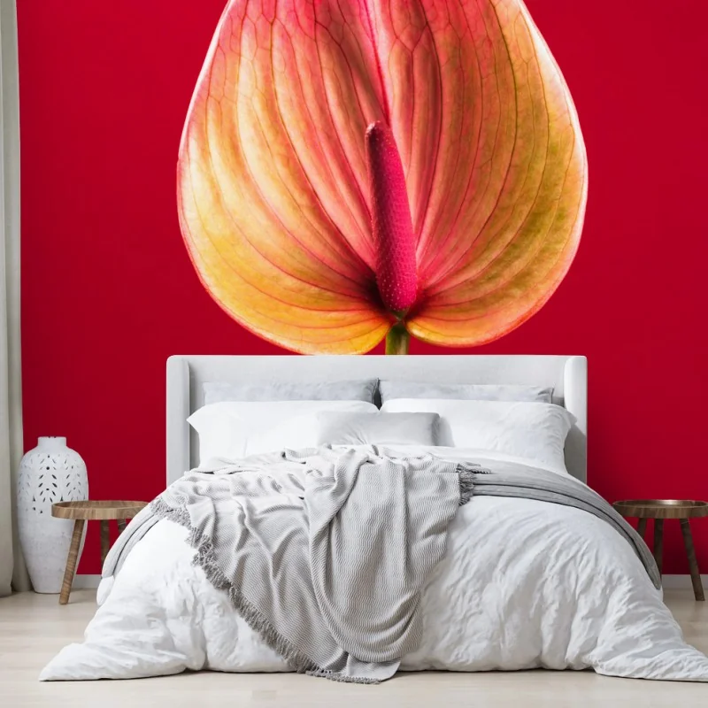 Wall mural elegant anthurium on red background • Wallissimo® Wall mural elegant anthurium on red background • Wallissimo®