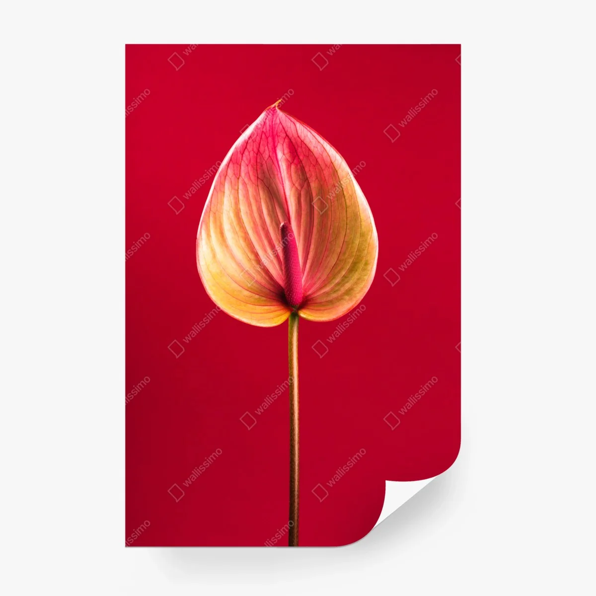 Wall mural elegant anthurium on red background • Wallissimo® Wall mural elegant anthurium on red background • Wallissimo®
