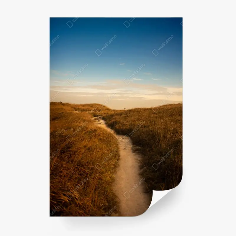 Wall mural sunlit dune path to the coast