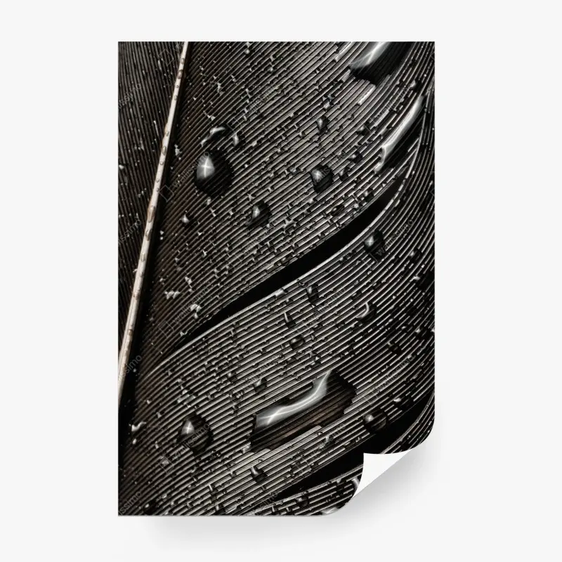 Wall mural monochrome feather with water droplets