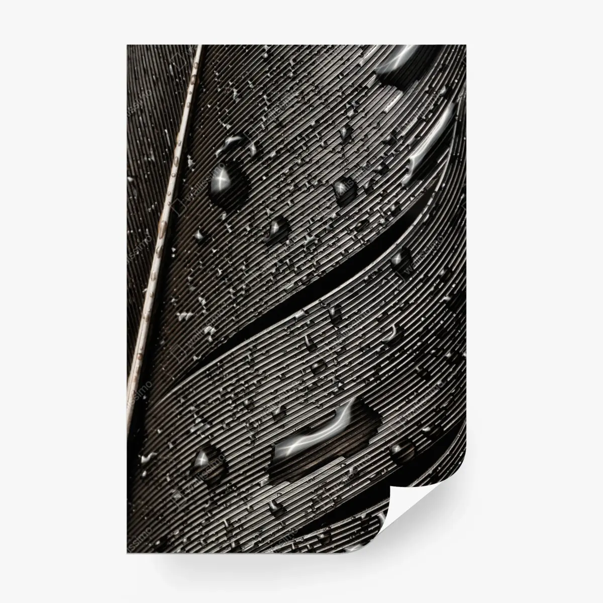 Wall mural monochrome feather with water droplets • Wallissimo®