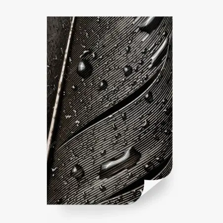 Wall mural monochrome feather with water droplets • Wallissimo®