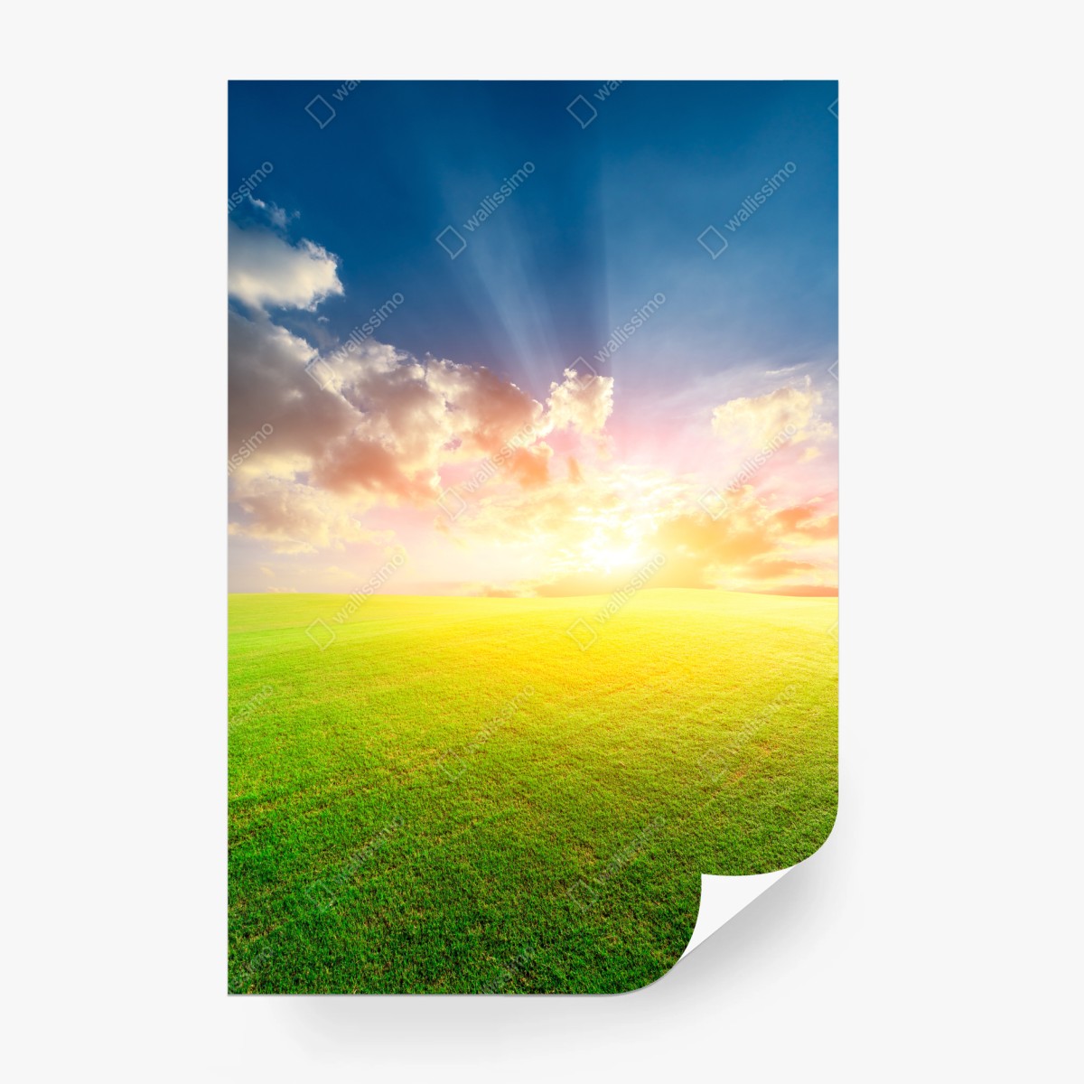 Wall mural sunlit meadow at sunset • Wallissimo®