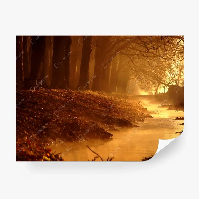 Wall mural golden morning forest stream