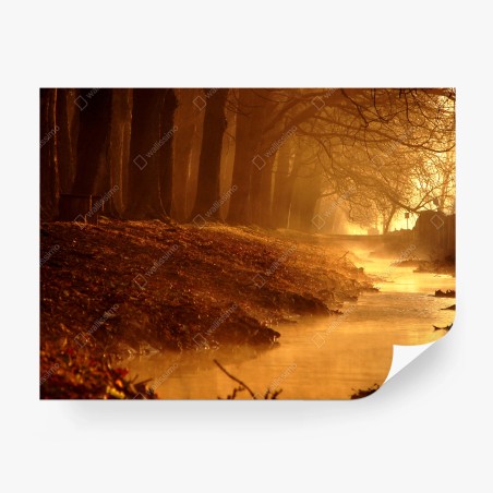 Wall mural golden morning forest stream • Wallissimo®