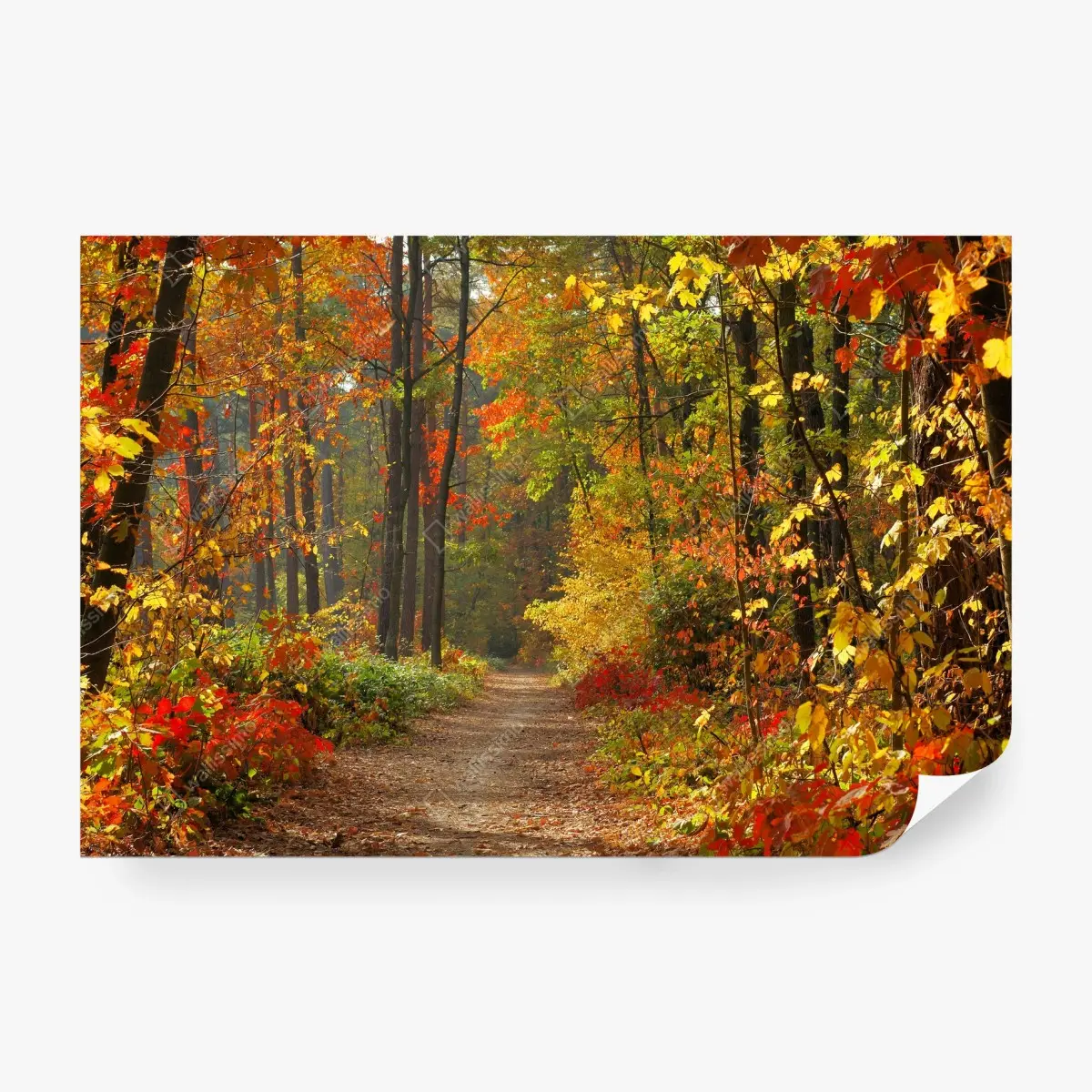 Wall mural autumn forest pathway in golden light • Wallissimo®