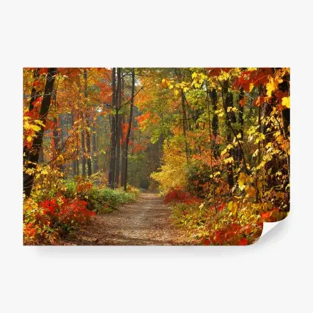 Wall mural autumn forest pathway in golden light • Wallissimo®