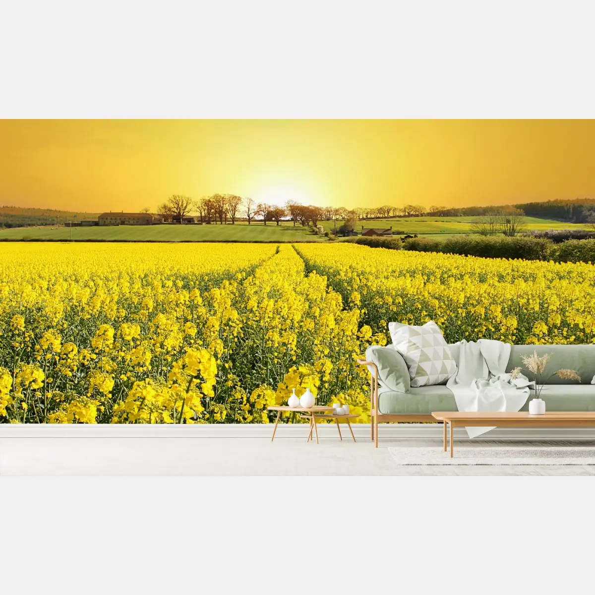 Wall mural golden rapeseed field at sunset • Wallissimo®