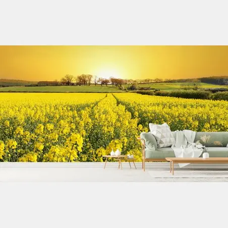 Wall mural golden rapeseed field at sunset • Wallissimo®