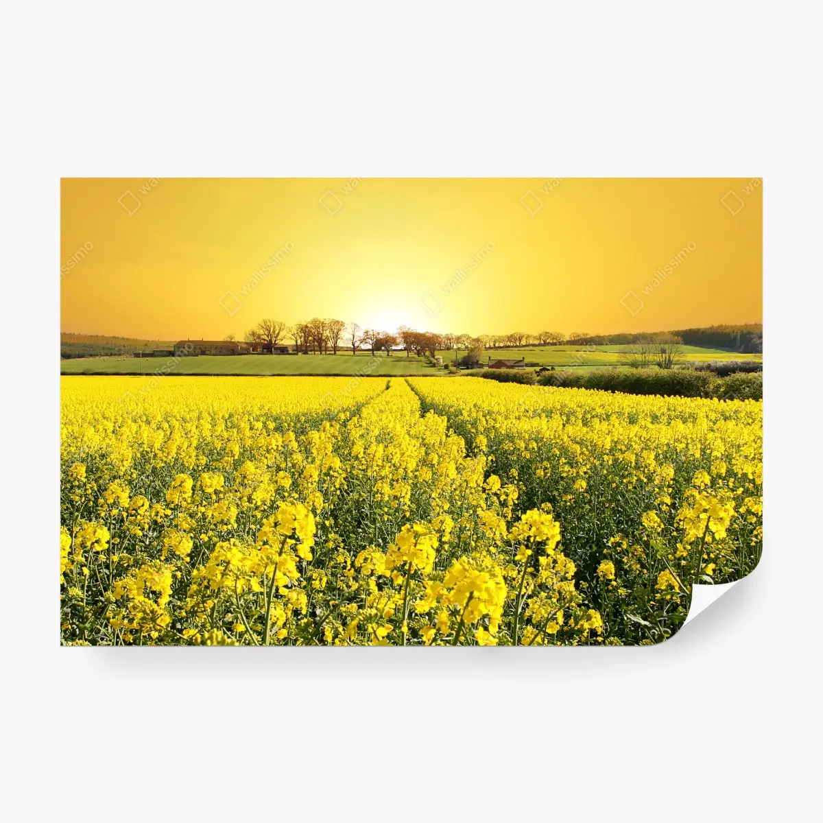 Wall mural golden rapeseed field at sunset • Wallissimo®