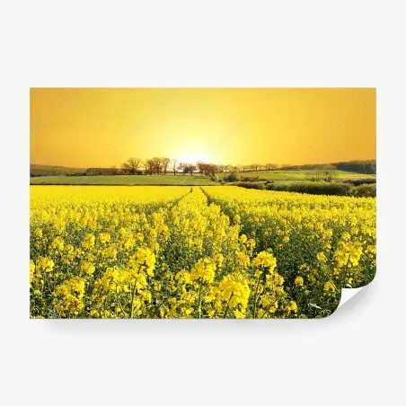 Wall mural golden rapeseed field at sunset • Wallissimo®