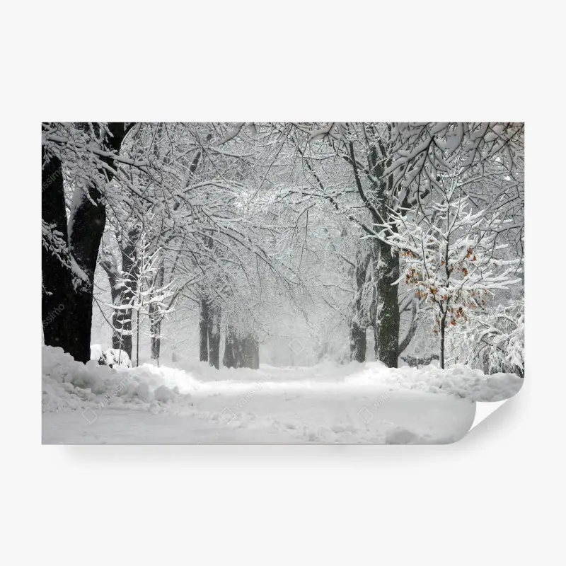 Wall mural serene winter forest pathway