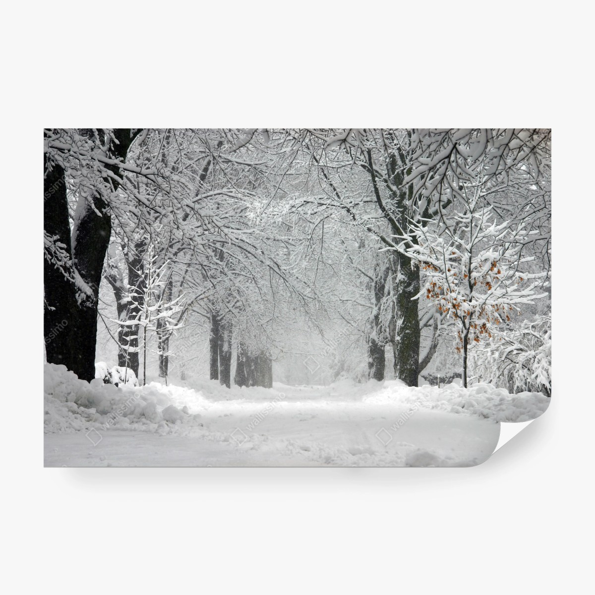 Wall mural serene winter forest pathway • Wallissimo®