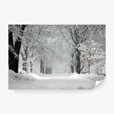 Wall mural serene winter forest pathway • Wallissimo®
