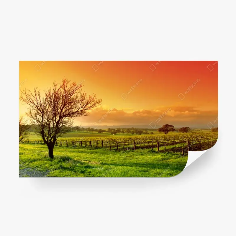 Wall mural sunrise over vineyard fields