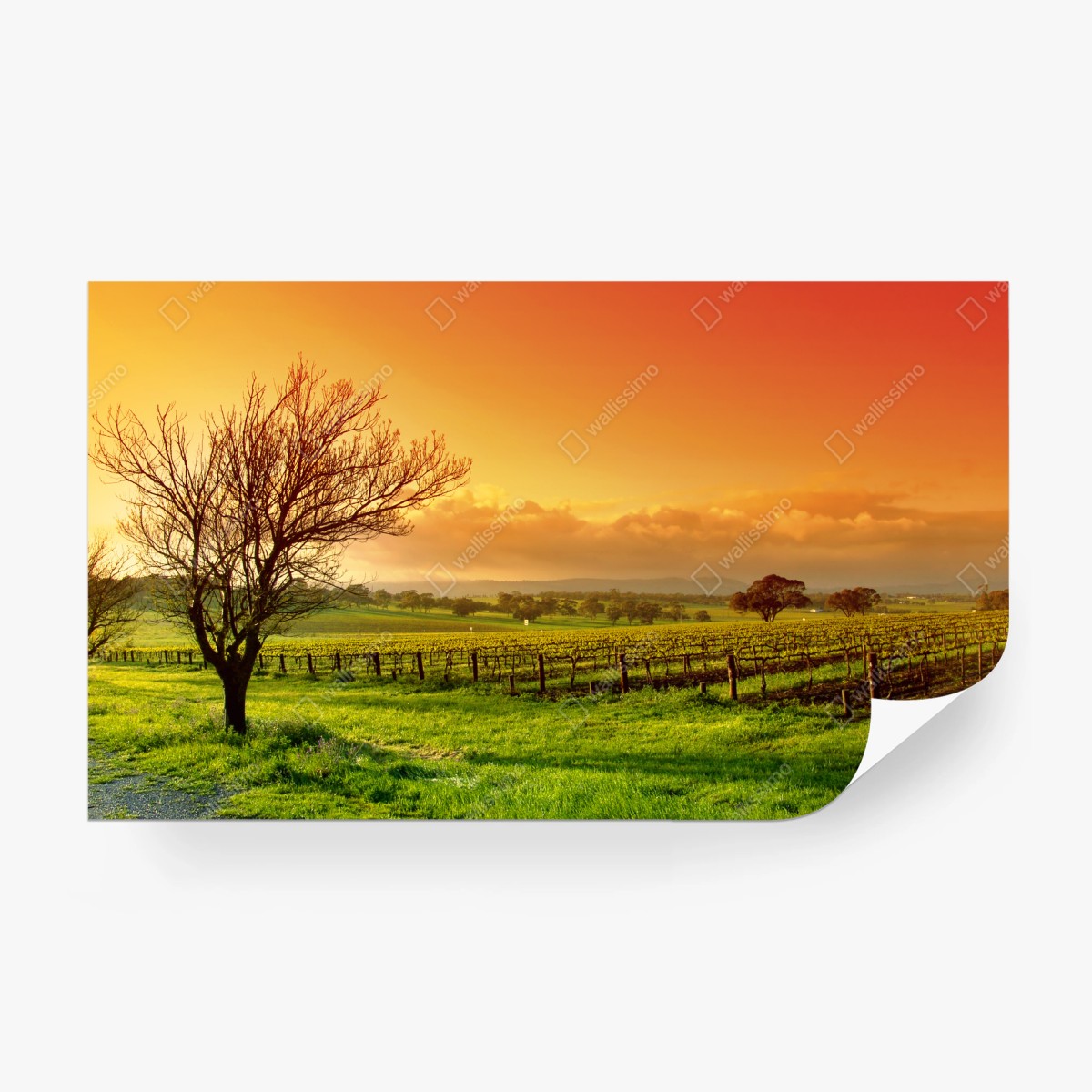 Wall mural sunrise over vineyard fields • Wallissimo®