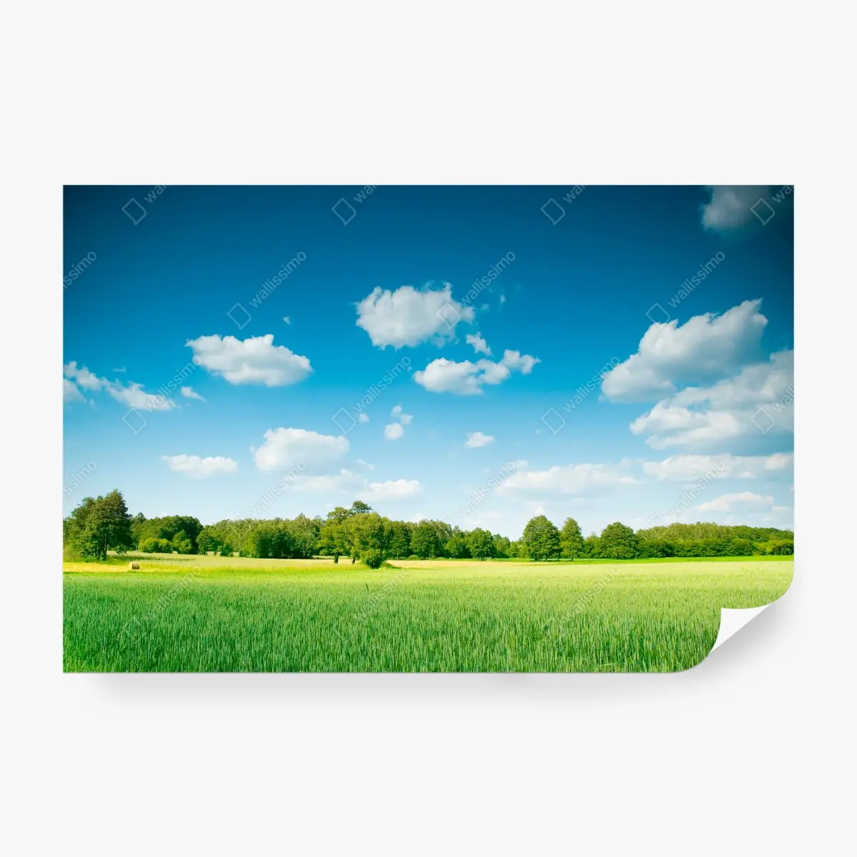 Wall mural sunlit summer meadow under a blue sky • Wallissimo®