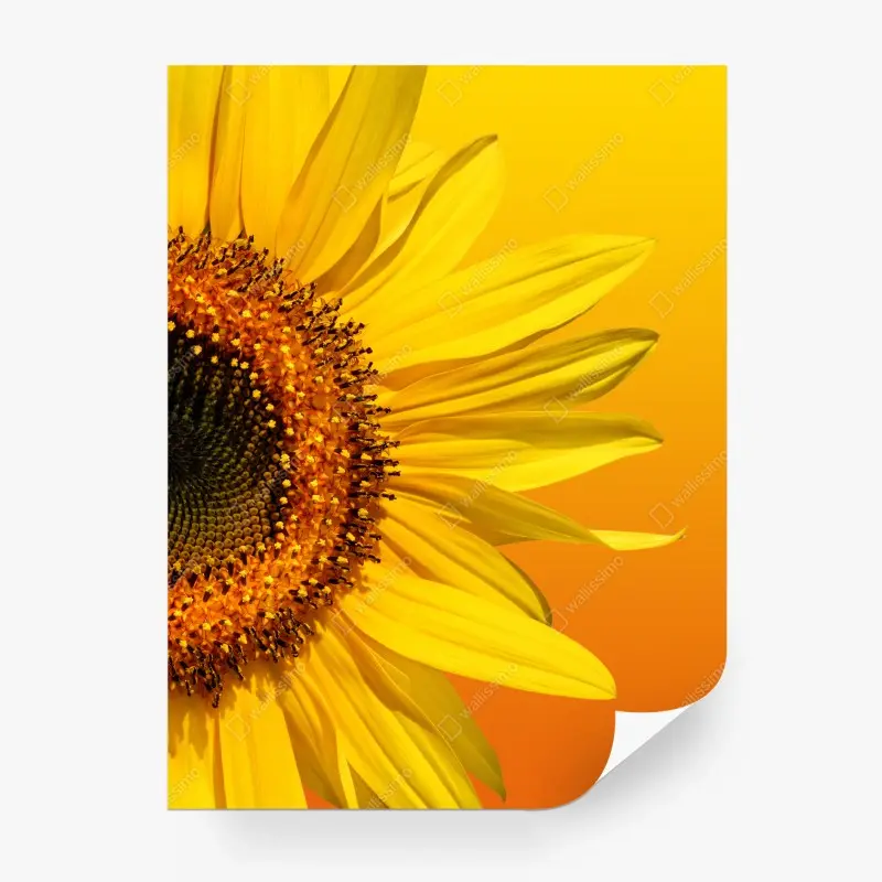 Wall mural bright sunflower close-up on yellow background
