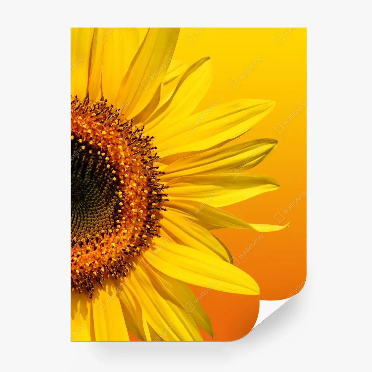 Wall mural bright sunflower close-up on yellow background • Wallissimo®