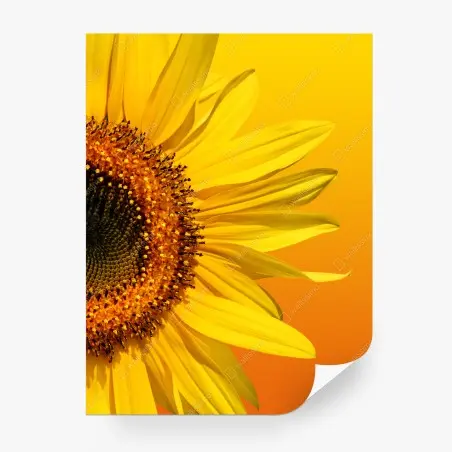 Wall mural bright sunflower close-up on yellow background • Wallissimo®