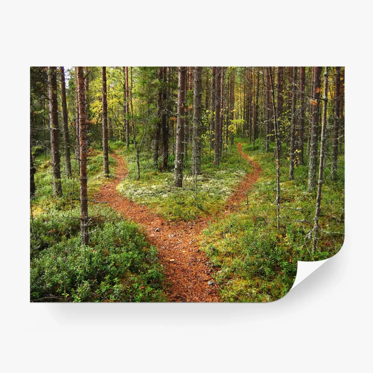 Wall mural serene forest fork: pine trail • Wallissimo®