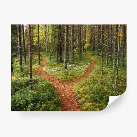 Wall mural serene forest fork: pine trail • Wallissimo®