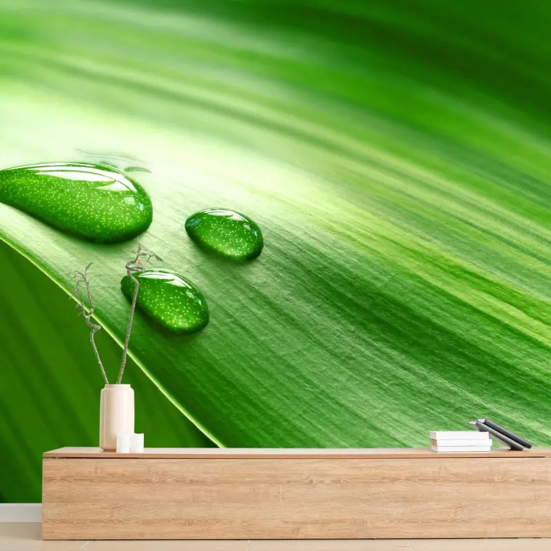 Wall mural fresh green leaf with dewdrops