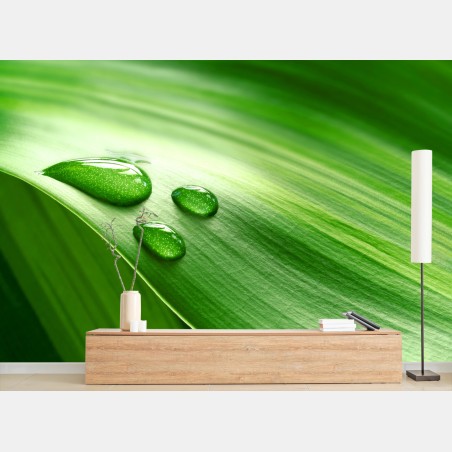 Wall mural fresh green leaf with dewdrops • Wallissimo®