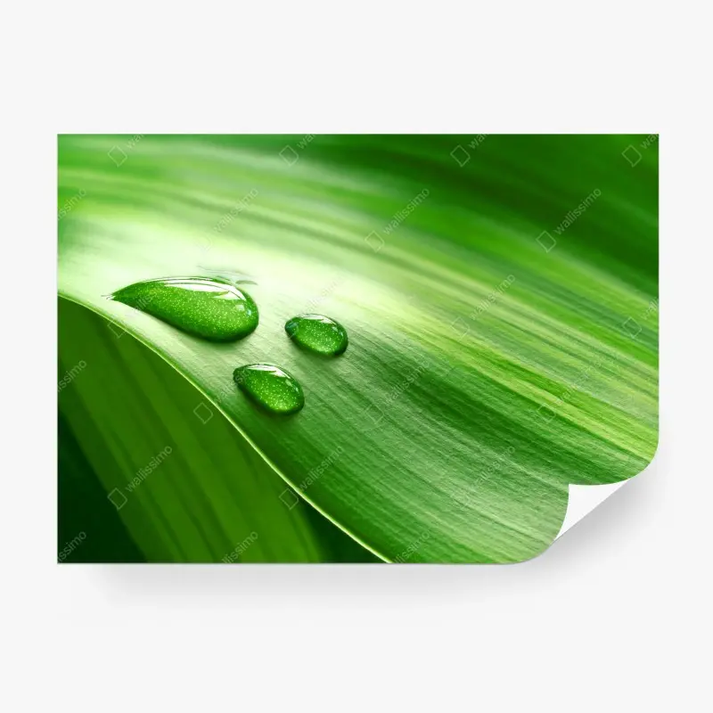 Wall mural fresh green leaf with dewdrops
