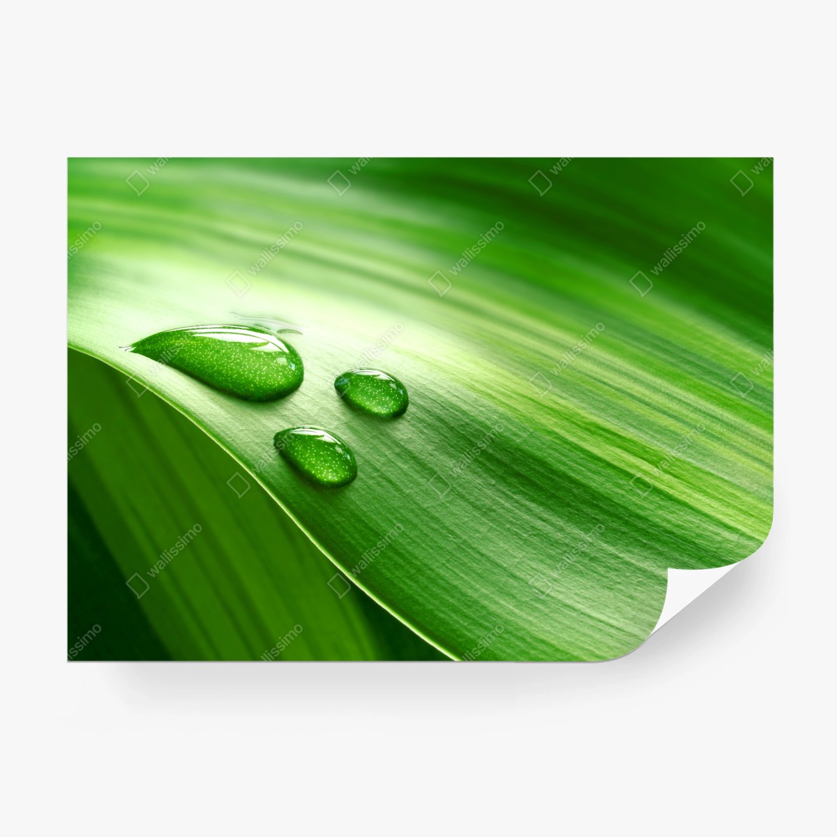 Wall mural fresh green leaf with dewdrops • Wallissimo®