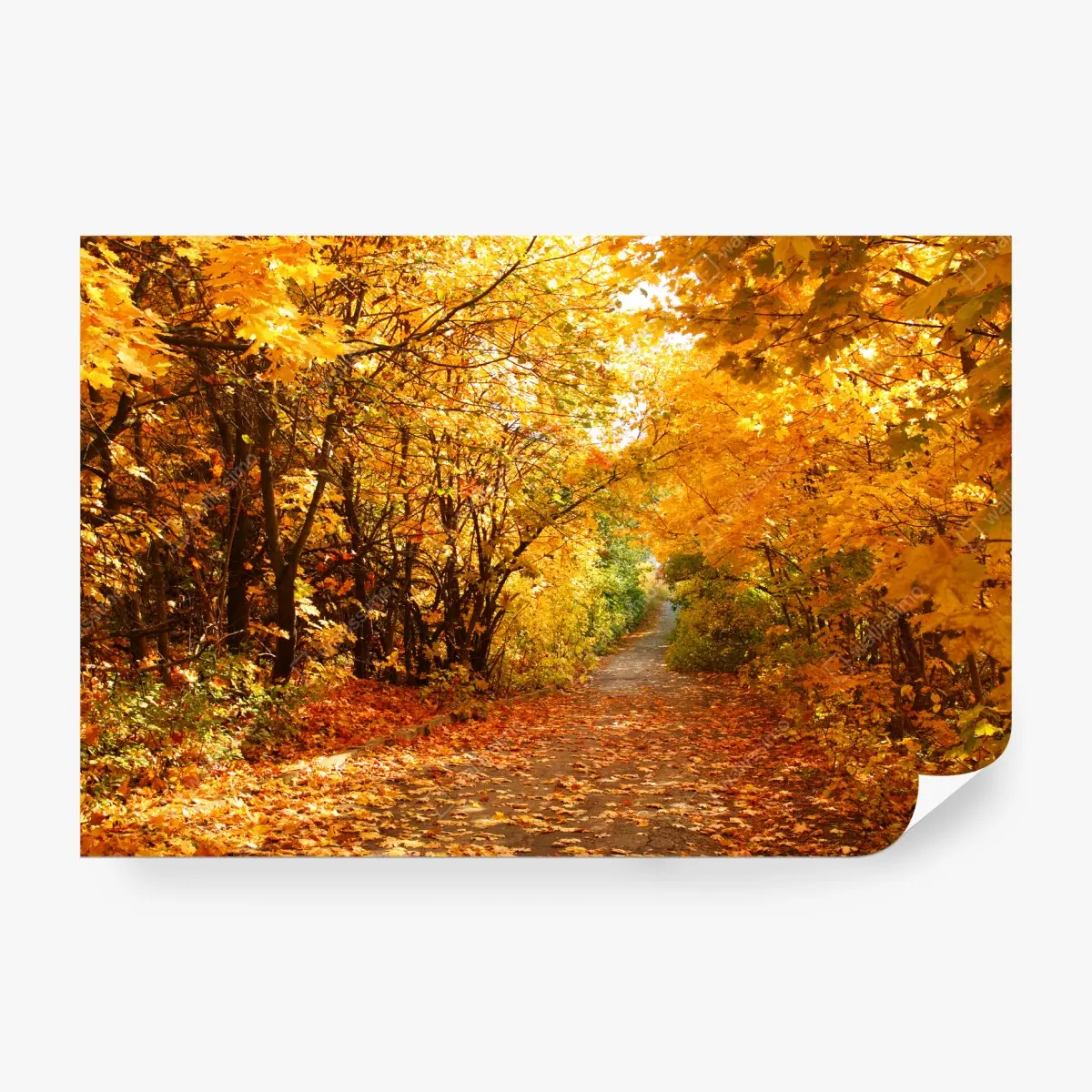 Wall mural golden autumn pathway through the trees • Wallissimo®