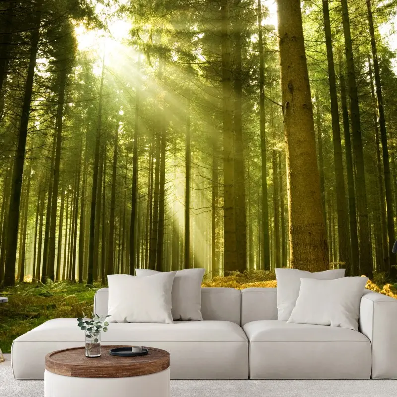 Wall mural sunlit pine forest