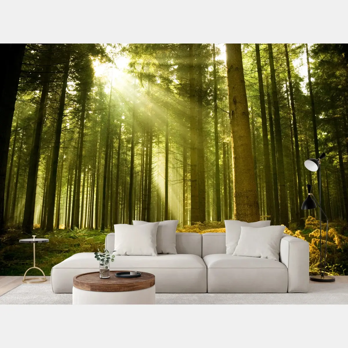 Wall mural sunlit pine forest • Wallissimo®