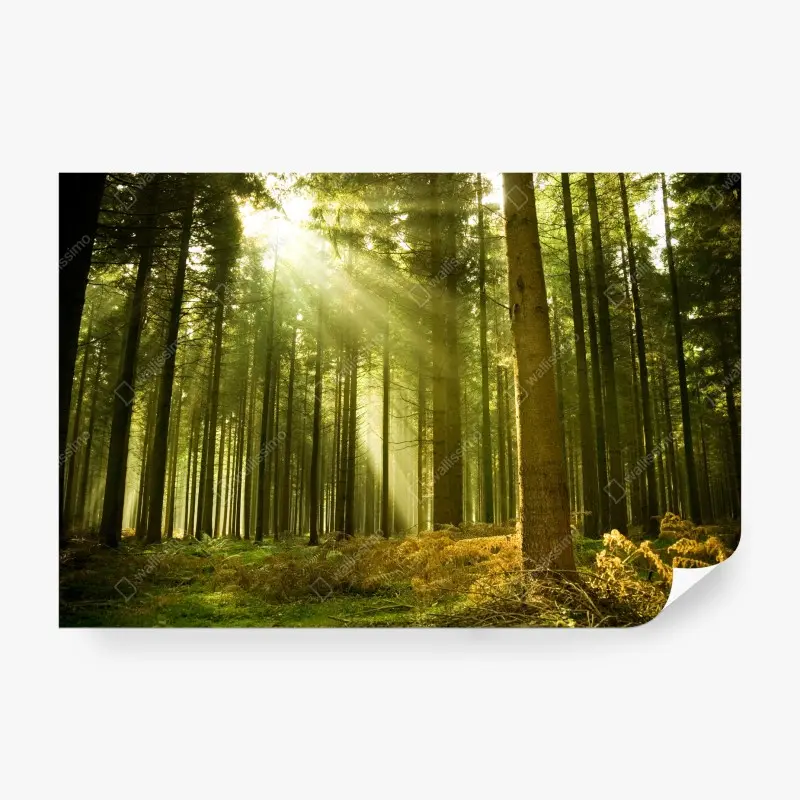 Wall mural sunlit pine forest
